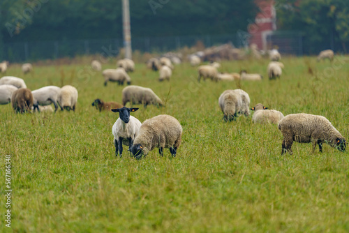 A large herd of different breeds of sheep grazing freely in a meadow