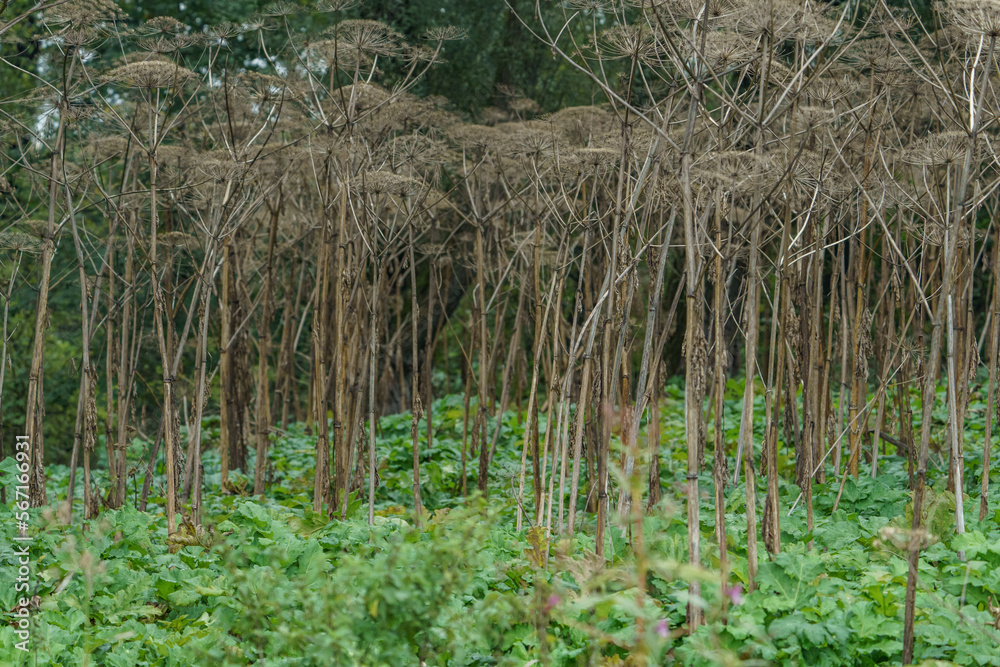 Large amounts of Sosnowski's hogweed, growing on arable fields and groves Large amounts of Sosnowski's hogweed, growing on arable fields and groves