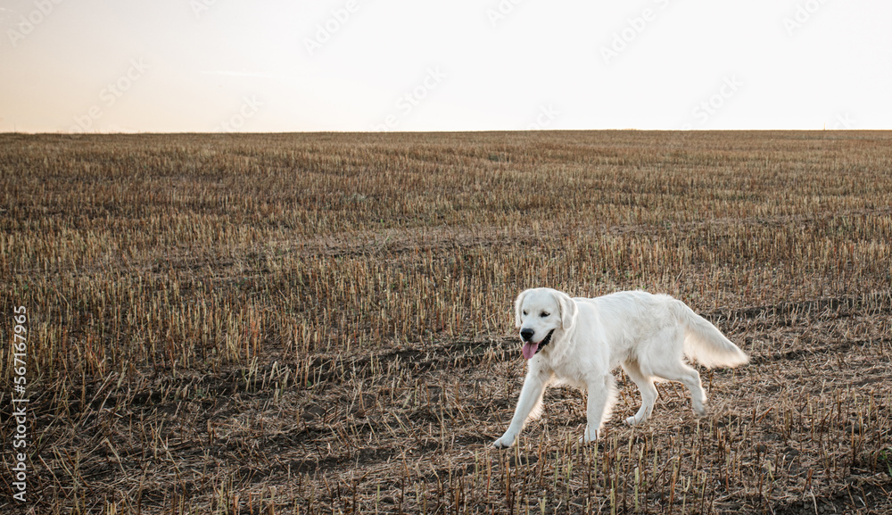 Fototapeta premium A large white dog runs across a field of mowed buckwheat in the summer at sunset. International Golden Retriever Day 2 February