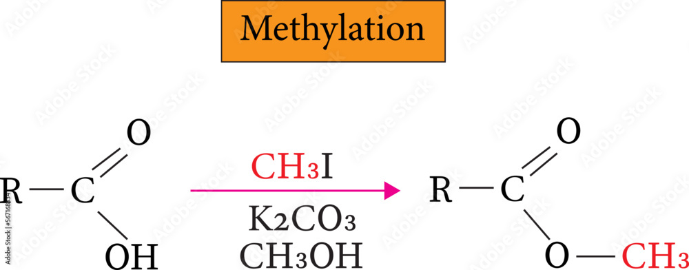 Methylation is the process of adding a methyl group to a molecule