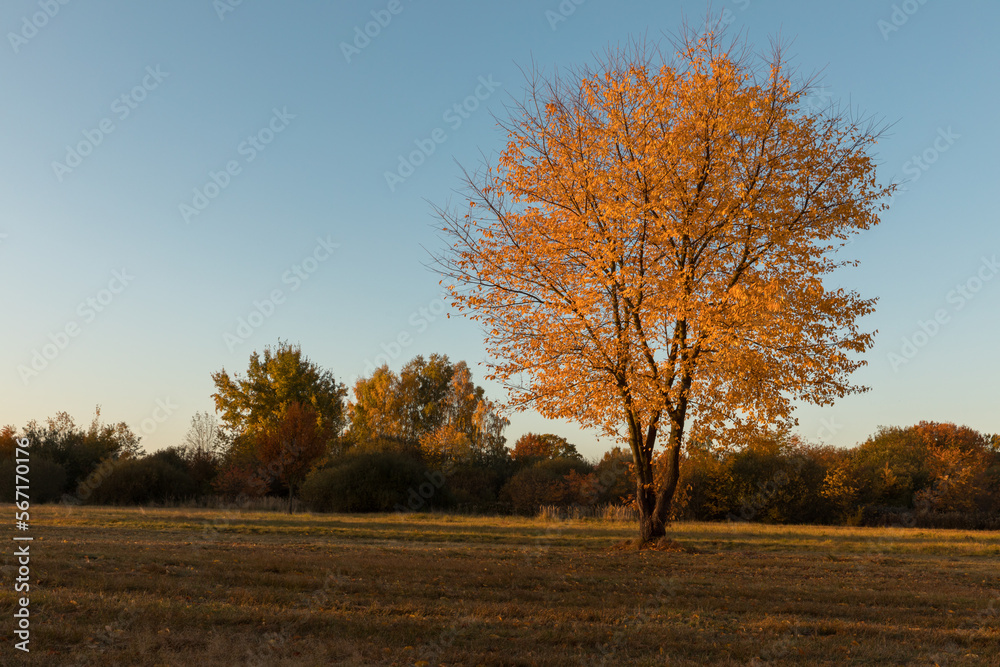 Fototapeta premium Lonely young oak tree in autumn time