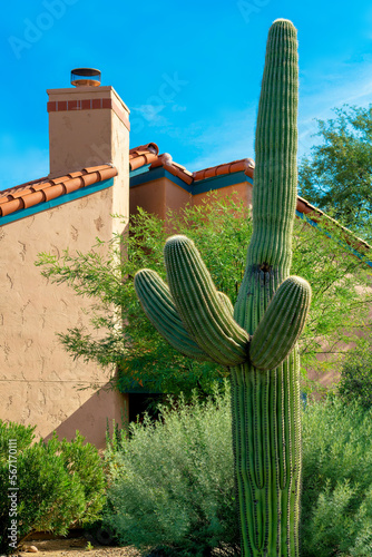 Tall front yard saguaro cactus in the neighborhoods of Arizona in the sonora desert of southwestern north america