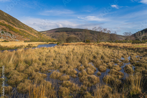 Beautiful autumn scenery with wetlands or swamp with long grass and a stream leading to Lough Dan in a valley of Wicklow Mountains, Ireland