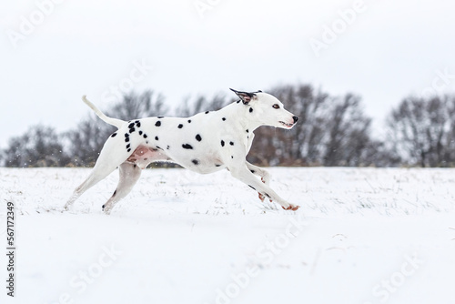 Portrait of a pretty male dalmatian dog having fun running across snow in winter outdoors