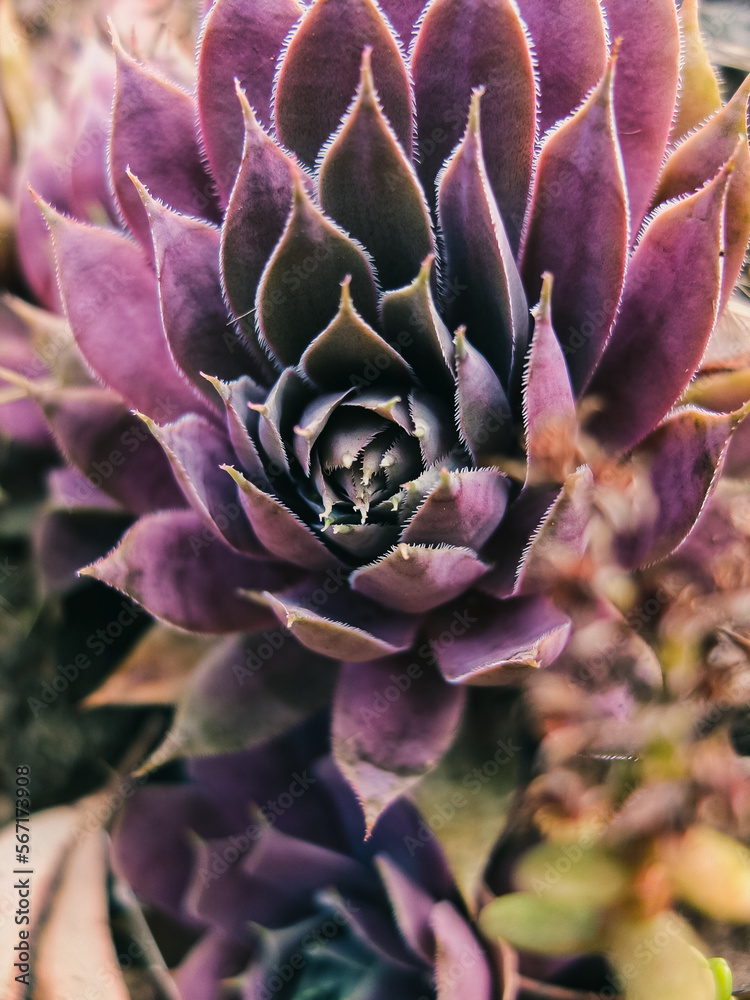 Purple succulent Purple succulent