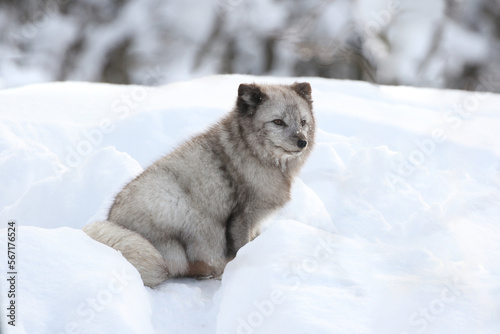 arctic fox in nature during winter © karlumbriaco