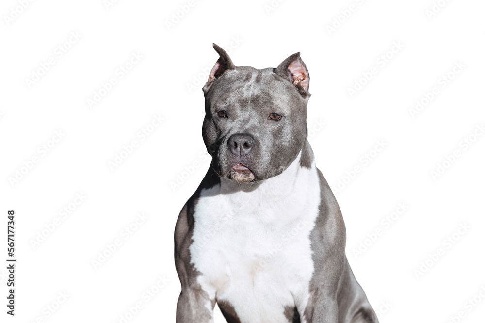 Portrait of a gray muscular dog isolated as png Portrait of a gray muscular dog isolated as png