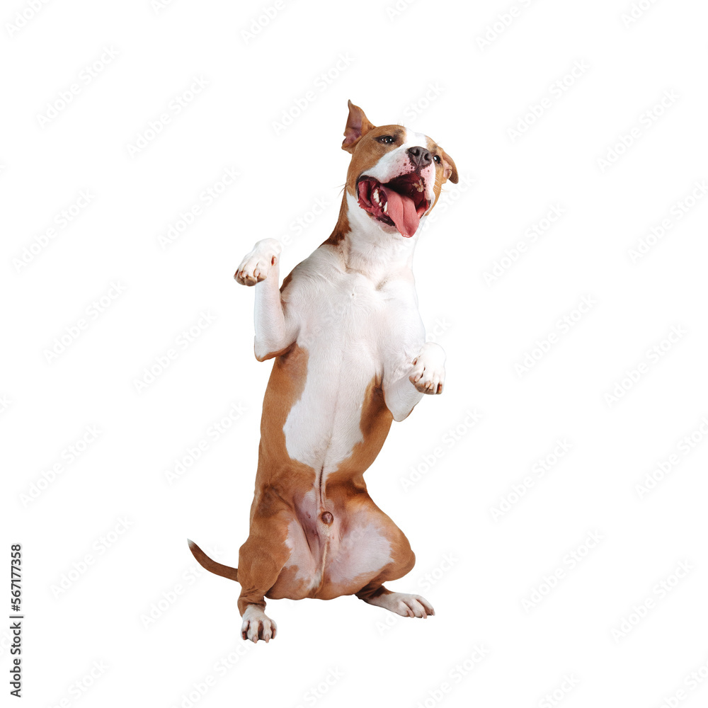 A happy big dog isolated as png - obrazy, fototapety, plakaty 