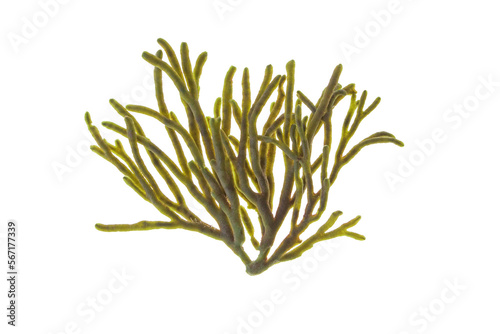 Velvet horn or spongeweed seaweed isolated transparent png. Codium tomentosum green alga branch.
 photo
