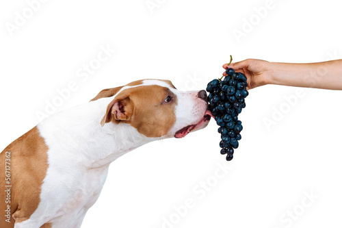 A dog eats forbidden food from the hands of a man. American Staffordshire terrier licks berries of grapes isolated as png