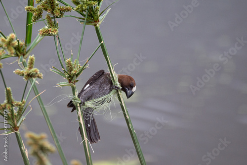 Amblyospiza albifrons - Thick-billed weaver - Amblyospize à front blanc - Grosbec - Tisserin à front blanc photo