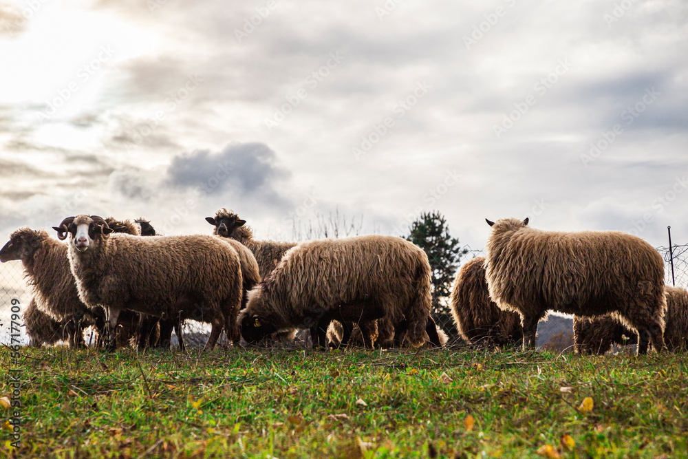 Herd of sheep in a field at sunset
