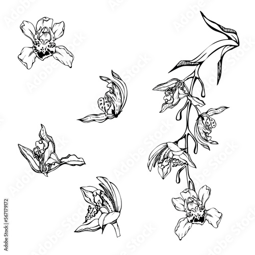 Hand drawn vector ink orchid flowers, stems, leaves, monochrome, detailed outline. Composition with branches. Isolated on white background. Design for wall art, wedding, print, tattoo, cover, card.