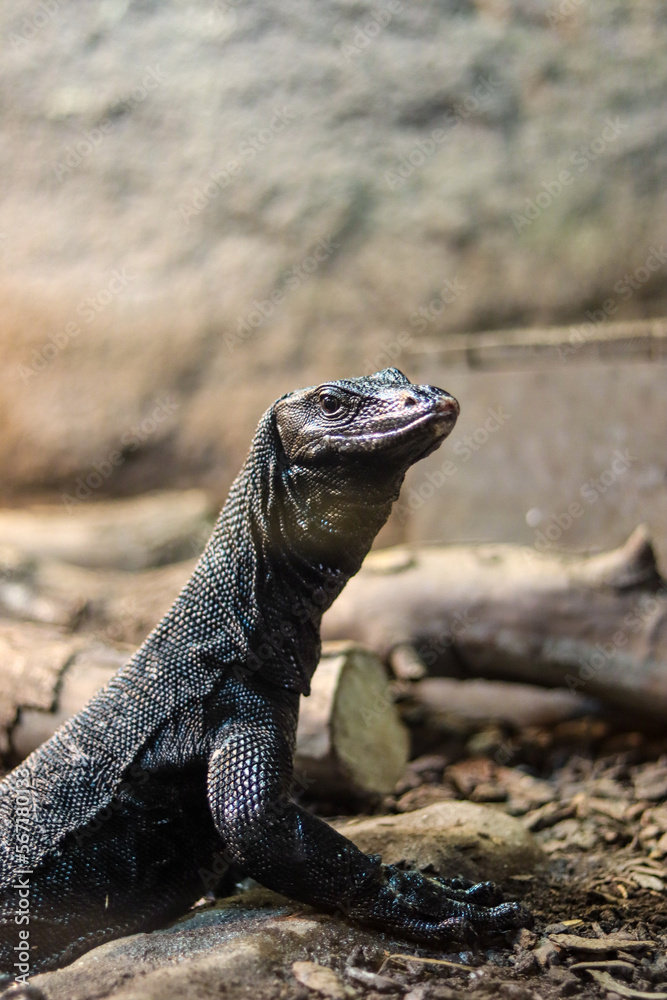 island land iguana