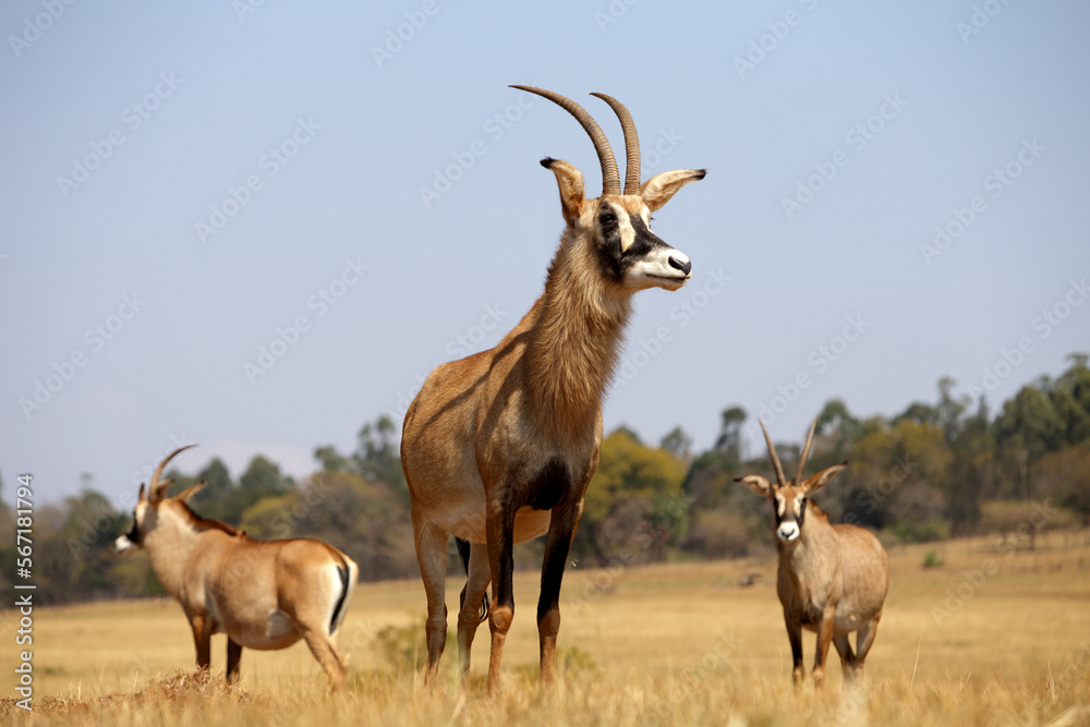 Three roan antelopes standing in grass of Ezulwini Valley, Swaziland Three roan antelopes standing in grass of Ezulwini Valley, Swaziland