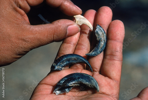 Komodo dragon claws, Komodo Island, Indonesia.