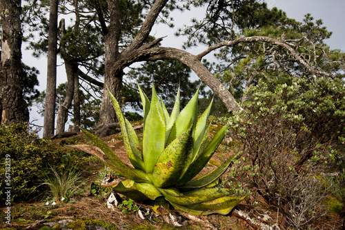 A large maguey plant at the overlook above Benito Juarez in the Sierra Norte Mountains, Oaxaca state, Mexico. photo