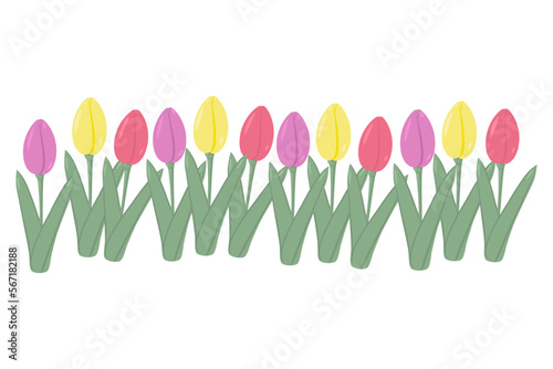 Bright Set of multicolored tulips lined up in one uneven line. 8 March. Springtime. Happy Women day