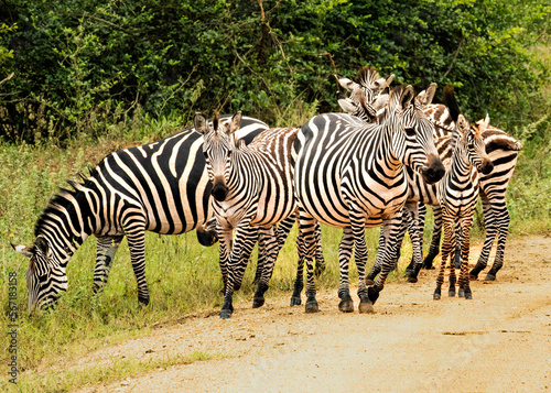 A heard of Zebras stares in Lake Mburo National Park inUganda
