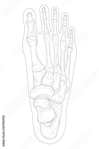 Bones of the right foot, dorsal (posterior) view. Black and white illustration.