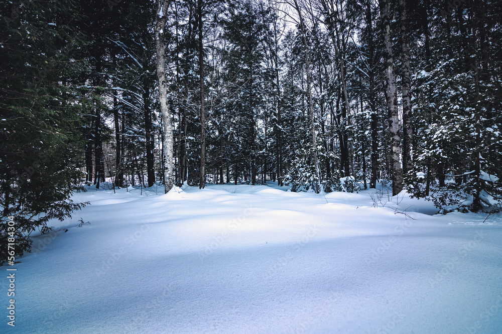 Fototapeta premium Winter paradise Canada January in 2023