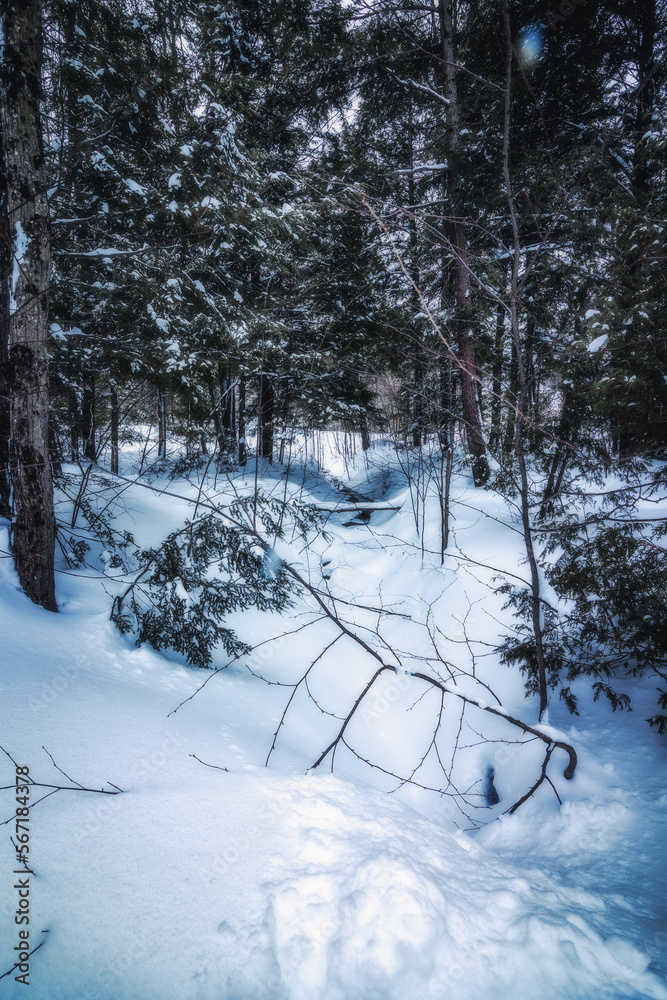 Fototapeta premium Winter paradise Canada January in 2023