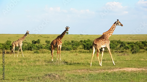 Photography Beautiful giraffe in the wild nature of Africa.
