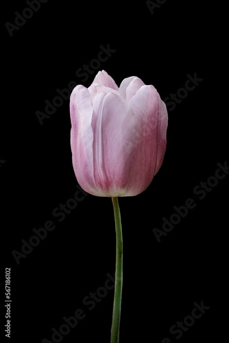 Pink tulip flower isolated on black background. Tulip flower head isolated on black. Spring flower.