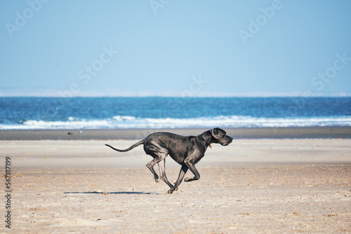 Black Great Dane dog running fast on the beach