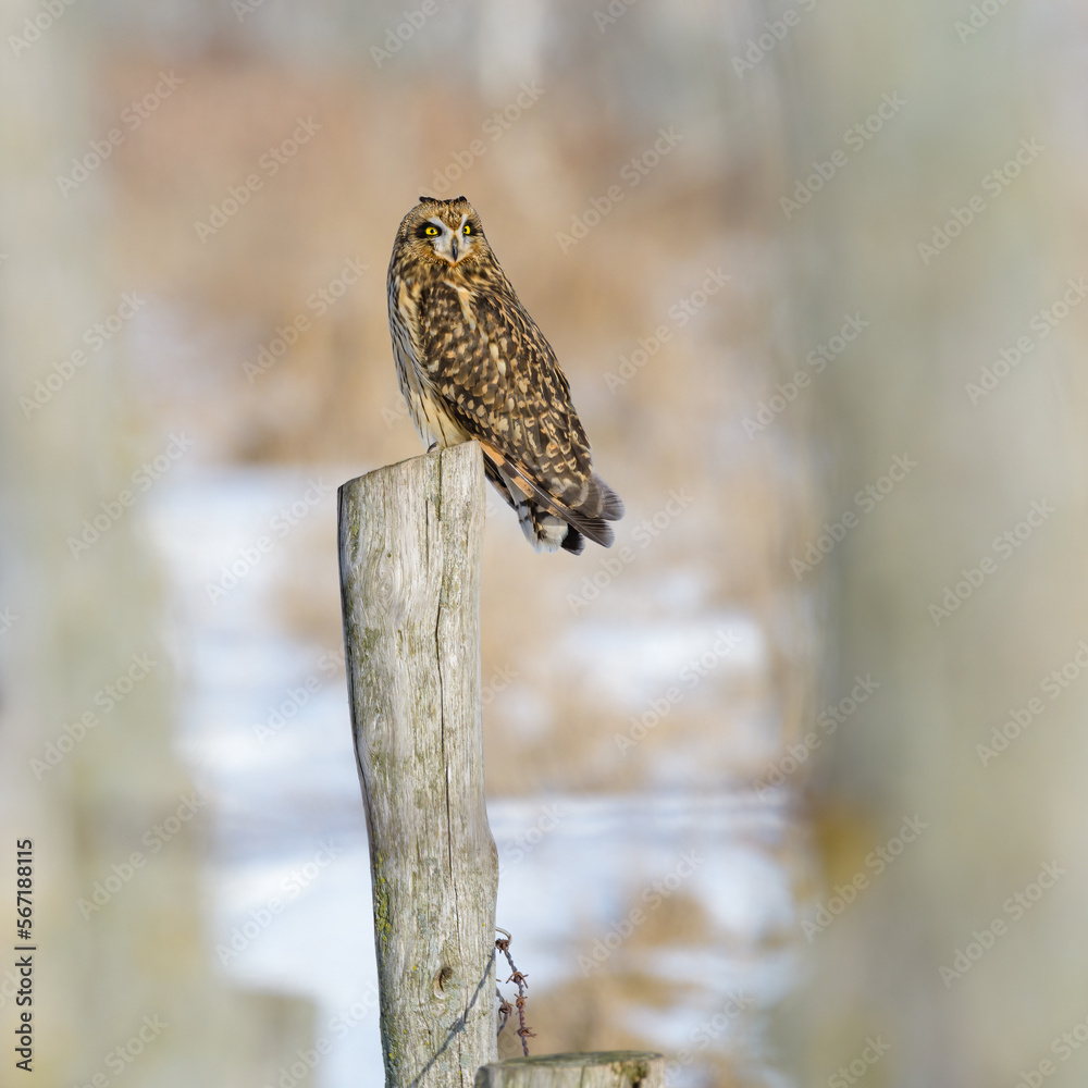 Short-eared Owl perched on old fence post Short-eared Owl perched on old fence post