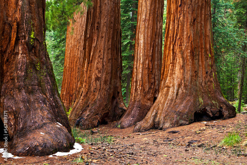 Giant sequoia trees known as Bachelor and Three Graces at Mariposa Grove in Yosemite National Park 