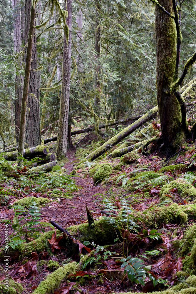 Outdoor winter West Coast forest hiking trails in the rainforest. Nature background.
