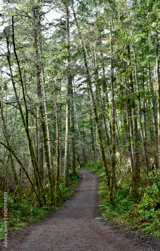 Outdoor winter West Coast forest hiking trails in the rainforest. Nature background. Outdoor winter West Coast forest hiking trails in the rainforest. Nature background.