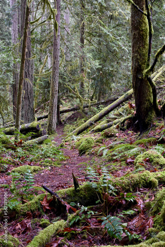 Fototapeta Naklejka Na Ścianę i Meble -  Outdoor winter West Coast forest hiking trails in the rainforest. Nature background.