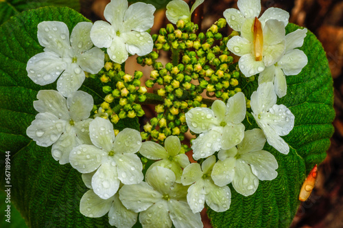 Witch Hobble, Viburnum lantanoides, Adirondack Forest Preserve, New York photo