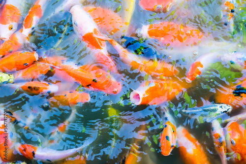 Many colorful koi fish are swimming in the pond.