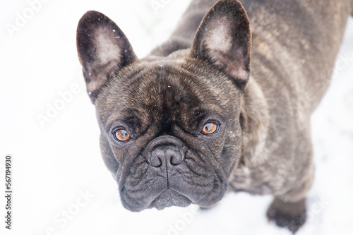 French bulldog black brindle in snowy weather. Soft focus on the eyes. Portrait of a dog in winter.