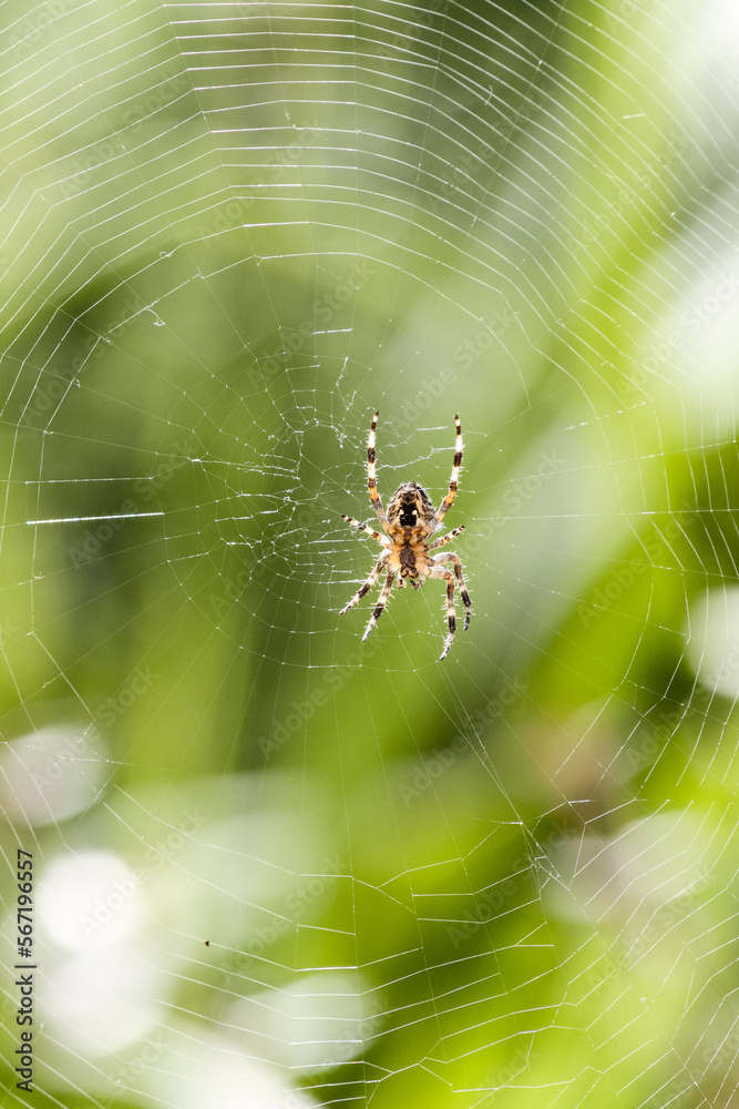 Spider on a web in the green garden background, Portugal
Spider on a web in the green garden background, Portugal