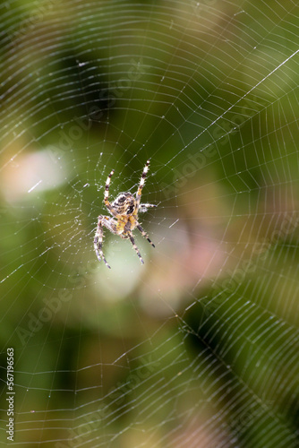 Spider on a web in the green garden background, Portugal 