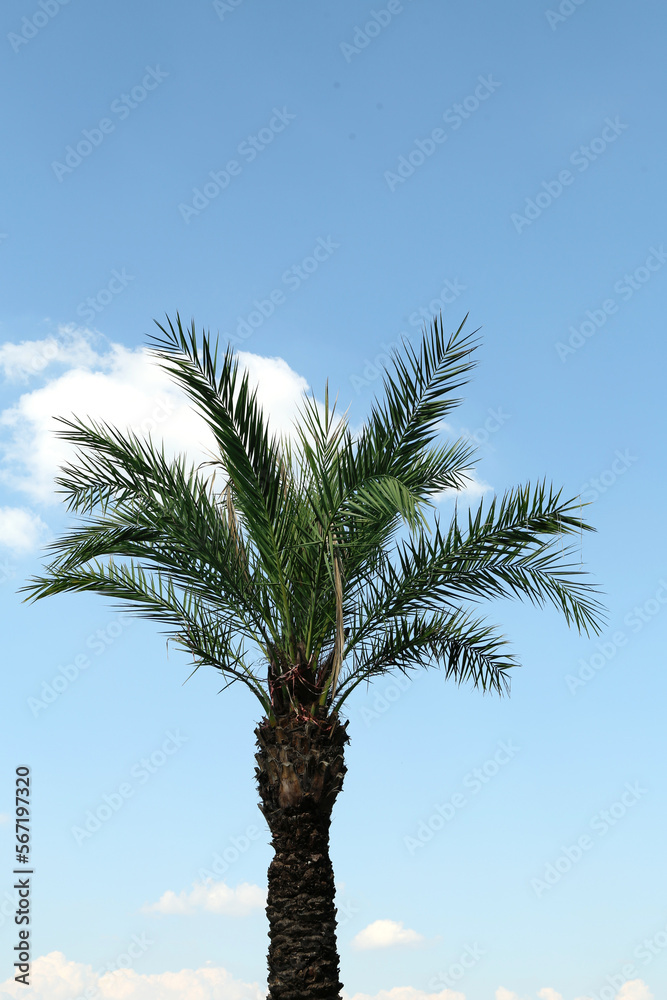 Beautiful palm tree with green leaves against blue sky Beautiful palm tree with green leaves against blue sky