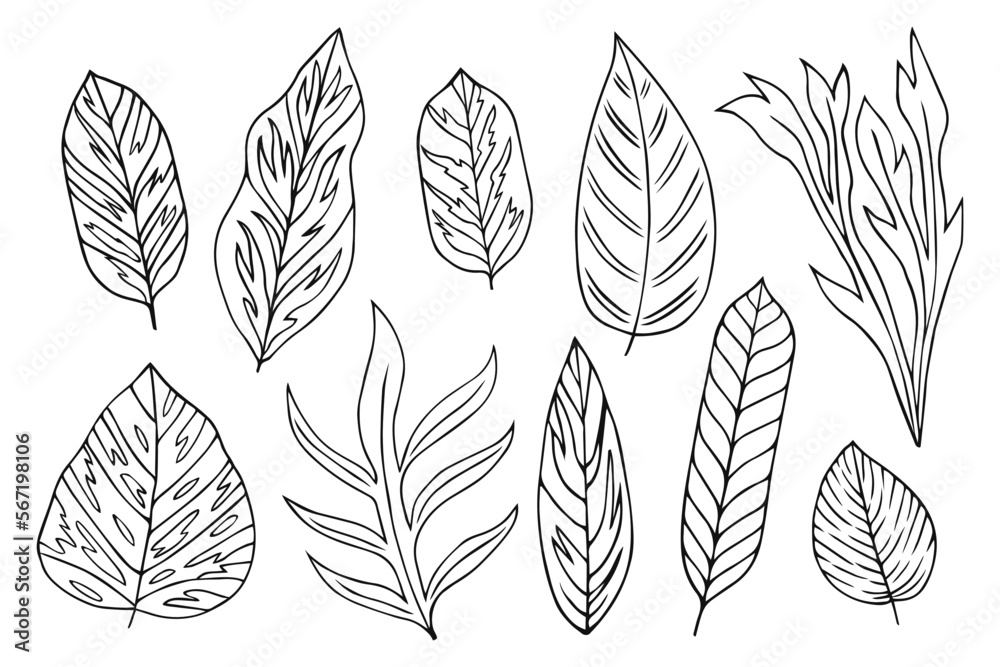 Set collection plants leave hand drawn vector. Drawing beautiful leaves, a decorative tropical set