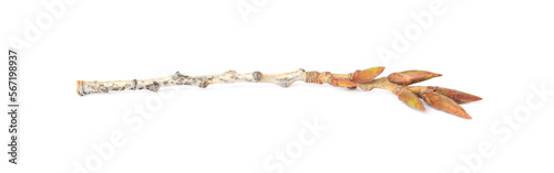 Tree twig with buds isolated on white