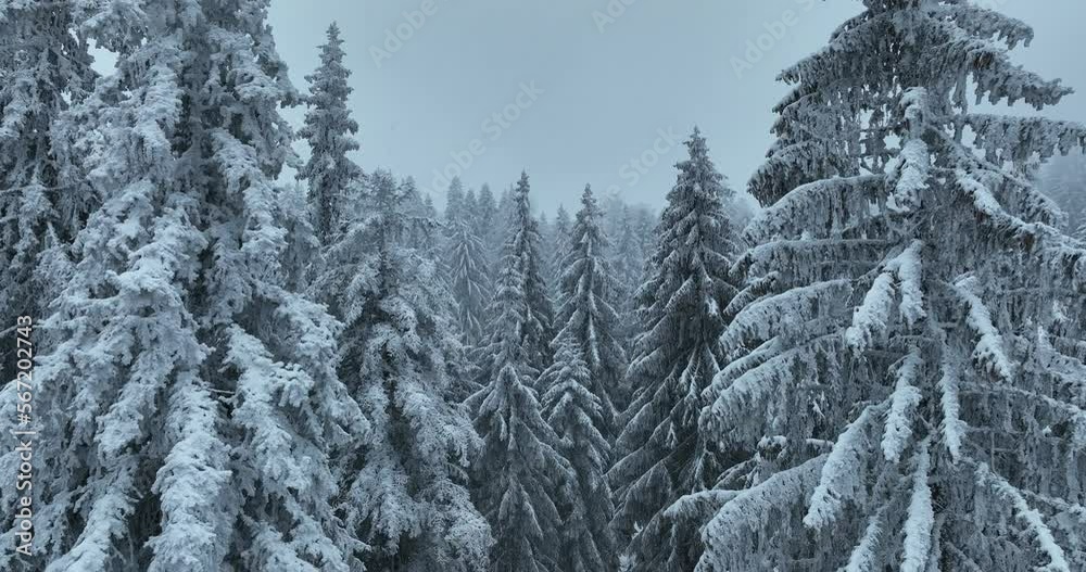 Aerial top view drone shot of the pine and spruce trees forest covered with snow in the Tatra Mountains in Slovakia. Beauty in nature and ecology concept image. Aerial top view drone shot of the pine and spruce trees forest covered with snow in the Tatra Mountains in Slovakia. Beauty in nature and ecology concept image.
