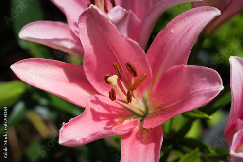 Close up of pink lily in the garden, Portugal