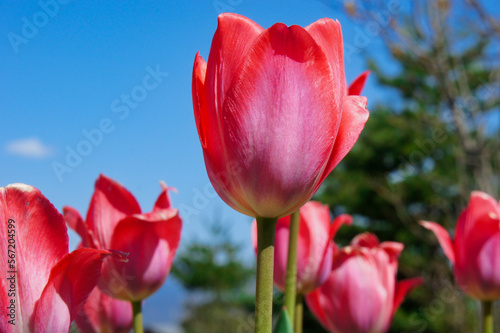 ピンクのチューリップと澄んだ青空