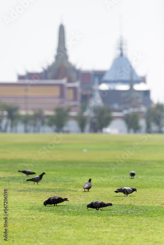 Photography A flock of pigeons in the grass that Thai people call Sanam Luang