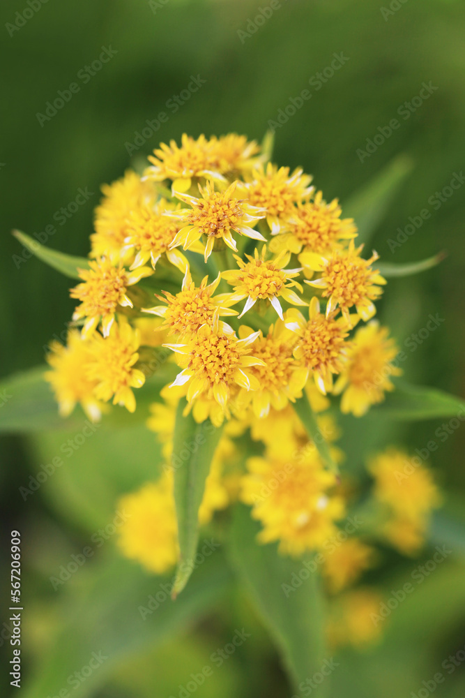 Fototapeta premium 立山に咲くミヤマアキノキリンソウ