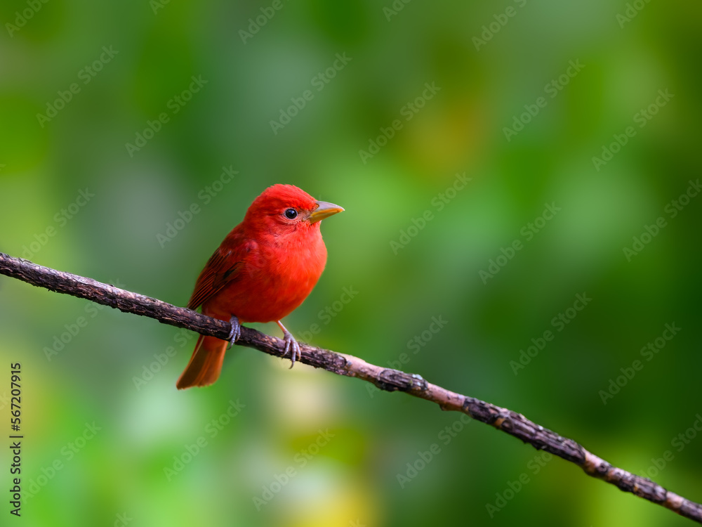 Summer Tanager perched on stick against green background in Costa Rica Summer Tanager perched on stick against green background in Costa Rica