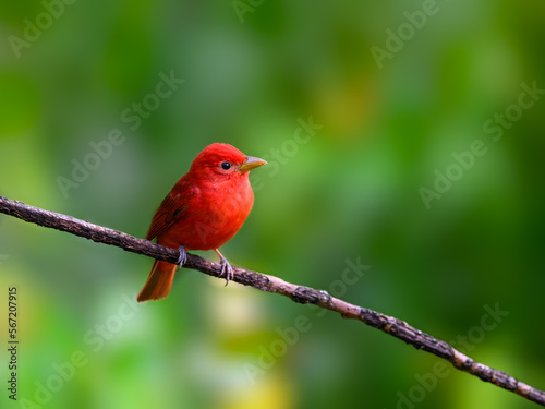 Summer Tanager perched on stick  against  green background in Costa Rica © FotoRequest