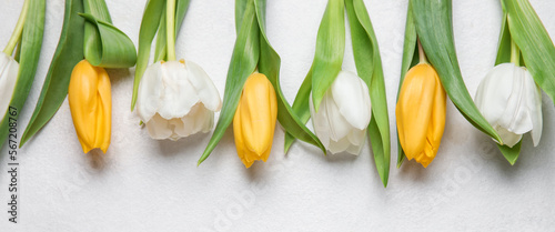 Beautiful tulip flowers on light background